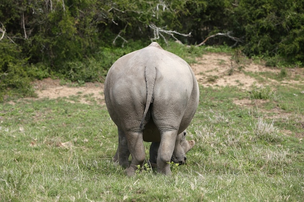 Rhinoceros Grazing on a Grass-Covered Field – Free Stock Photo for Download