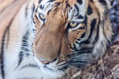 Close-Up Portrait of a Tiger Head – Free to Download