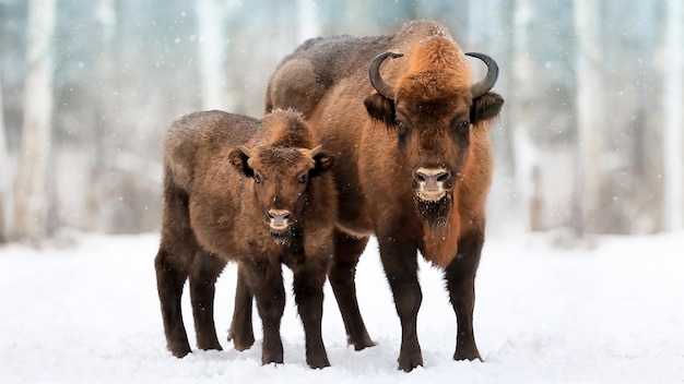 European Bison Family in a Snowy Forest – Free to Download