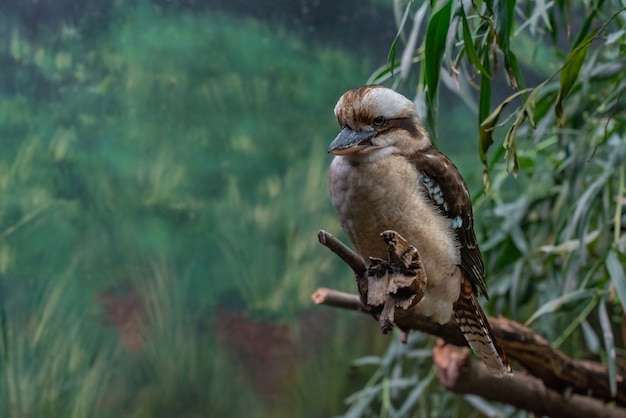 Kookaburra Bird on a Branch – Free Stock Photo for Download