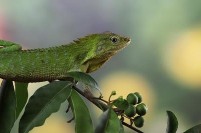 Sunbathing Green Lizard on a Branch – Free Stock Photo for Download