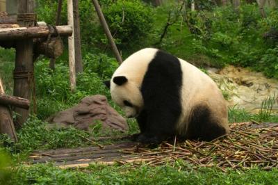 Panda Enjoying Fresh Bamboo Sticks – Free to Download