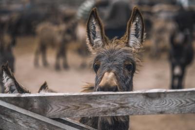 Donkey Peering Through Cattle-Pen Fence – Free Download