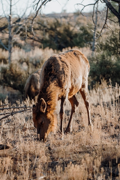 Cute Deer Grazing in the Field – Free Download