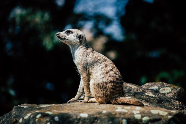 Adorable Meerkat Sitting on a Rock – Free Stock Photo for Download