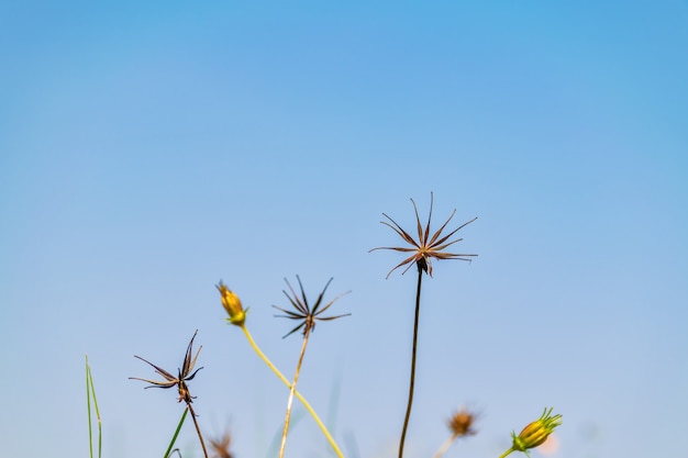 Summer Flower Nature Beauty – Free Stock Photo for Download