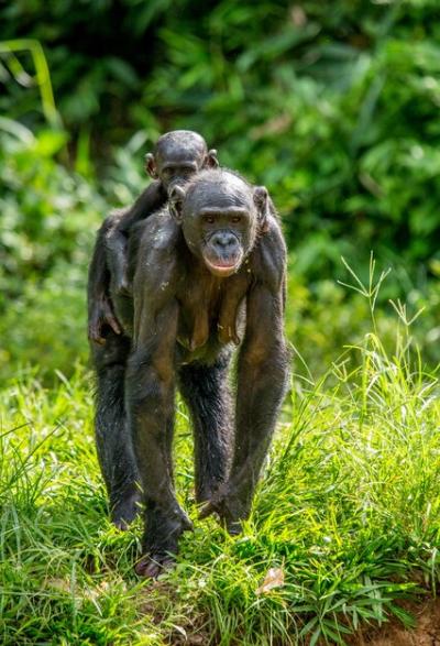 Portrait of a Bonobo in Nature – Free Stock Photo for Download