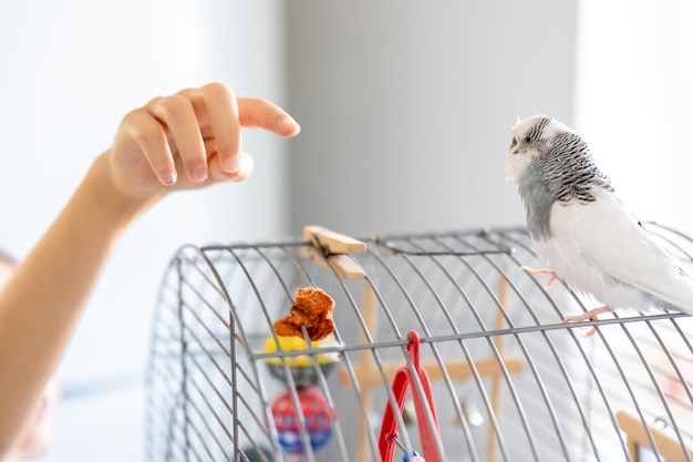 Blue and White Budgie in a Cage – Free Stock Photo for Download