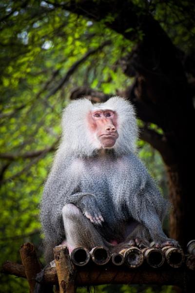 Male Hamadryas Baboon – Free Stock Photo for Download