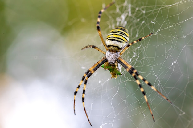 Black and Yellow Stripe Argiope Bruennichi Wasp Spider on Web – Free Download