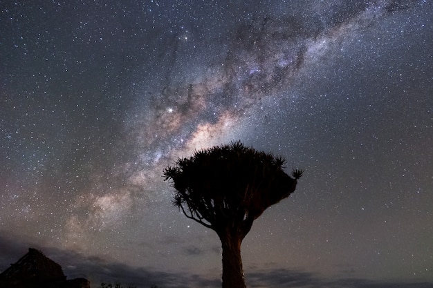 Stunning Milky Way and Galactic Core Over Etosha National Park – Free Download