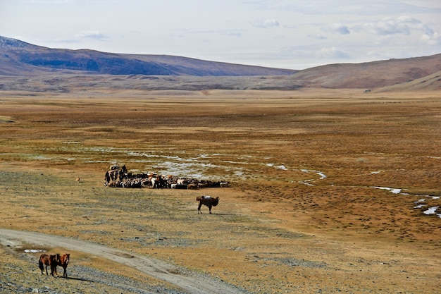 Kazakh Nomads: Culture and Lifestyle – Free Stock Photo Download