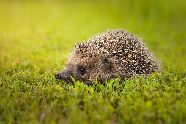 Wild European Hedgehog (Erinaceus europaeus) in Natural Garden Habitat – Free to Download