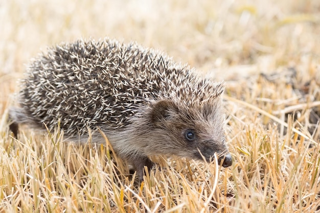 Little Cute Hedgehog in the Garden Surrounded by Green Grass – Free to Download