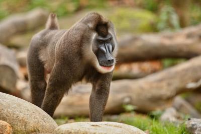 Drill Monkey (Mandrillus leucophaeus) Resting in Natural Habitat – Free Stock Photo Download