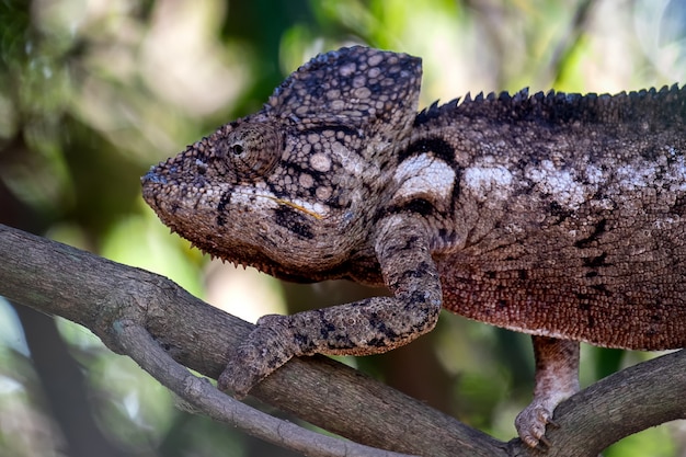 Closeup Shot of a Common Chameleon – Free to Download