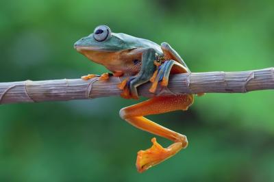 Flying Frog on Branch: Javan Tree Frog on Green Leaves – Free Stock Photo Download