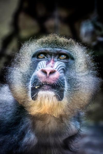 Drill Monkey with Brown Eyes and Pink Nose Gazing at the Sky – Free Download