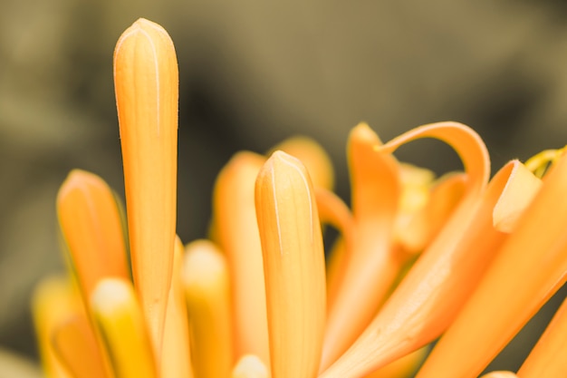 Beautiful Fresh Yellow Blossom – Free Stock Photo for Download