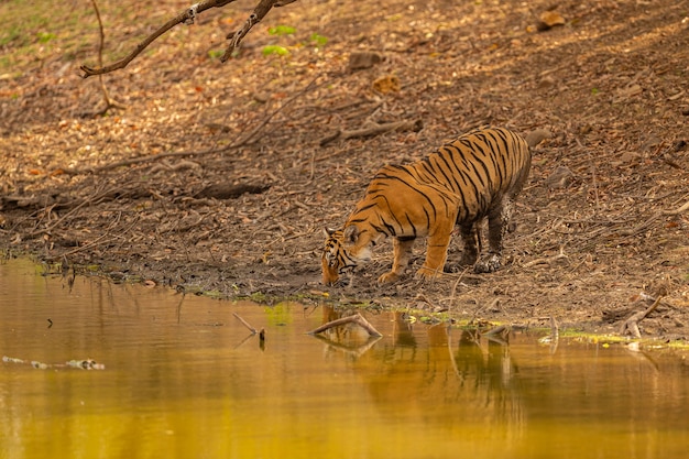 Amazing Tiger in Its Natural Habitat – Free Download