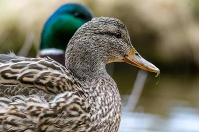 Cute Brown Duck Closeup – Free Stock Photo Download