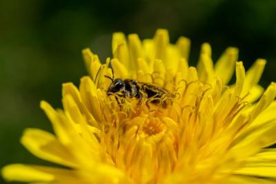 Bee Pollinating on a Bright Yellow Flower – Free Stock Photo for Download