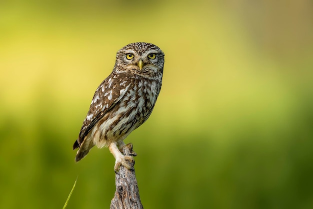 Close-up Portrait of Owl Perched on Tree – Free Stock Photo, Download Free