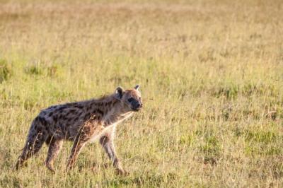 Hyena on the Plains – Free Stock Photo for Download