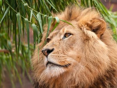 Closeup of a Proud Lion Among Willow Leaves – Free Stock Photo, Download Free