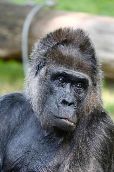 Close-up of Gorilla Looking Away – Free Download