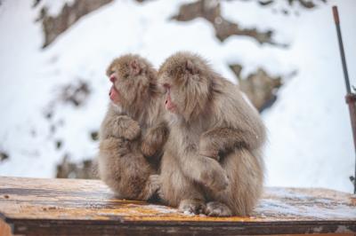 Two Macaque Monkeys Sitting Together – Free Stock Photo, Download for Free