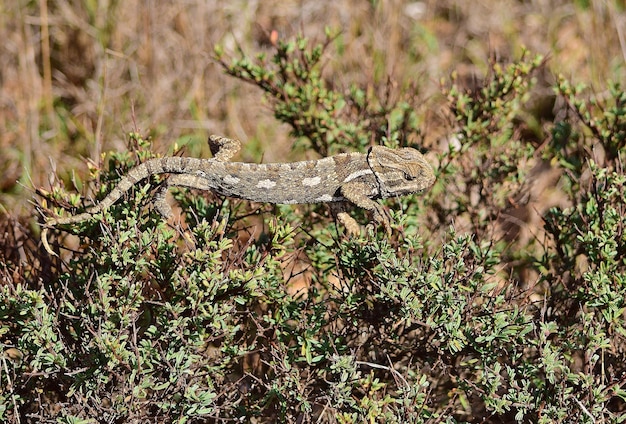 Mediterranean Chameleon on Garigue Vegetation in Malta – Free Stock Photo