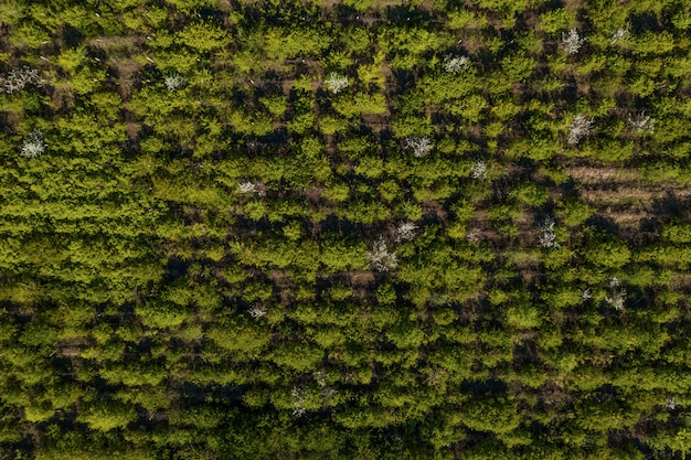 Top View of Trees Texture – Free Stock Photo for Download