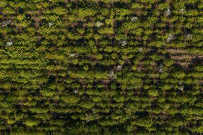 Top View of Trees Texture – Free Stock Photo for Download