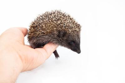 European Hedgehog (Erinaceus europaeus) – Common Hedgehog Free Stock Photo for Download