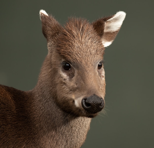 Selective Focus Shot of a Deer – Free Download Free Stock Photo