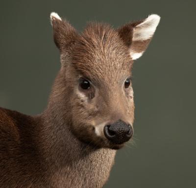 Selective Focus Shot of a Deer – Free Download Free Stock Photo