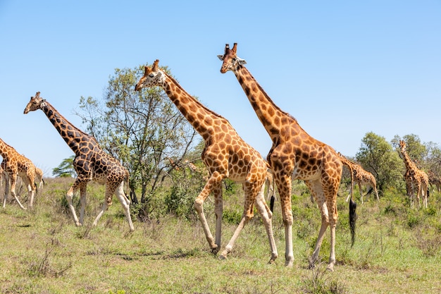 Herd of Giraffes in the Savannah – Free Stock Photo, Download for Free