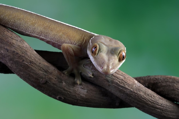 Closeup of a White Line Gecko on Wood – Free Stock Photo for Download