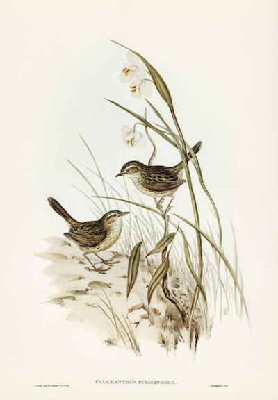 Striated Reed Lark (Alamanthus fuliginosus) Illustration by Elizabeth Gould – Free to Download