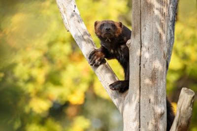 Majestic Wolverine in a Colorful Natural Setting – Free Stock Photo for Download