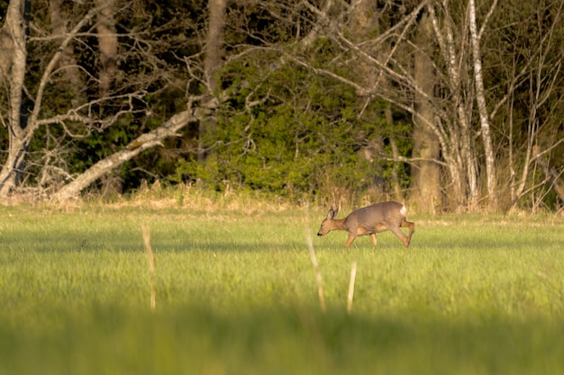 Deer Grazing in a Lush Grass Field Surrounded by Trees – Free Download