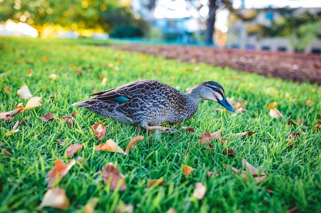 Cute Mallard Walking on Green Grass – Free Stock Photo, Download Free