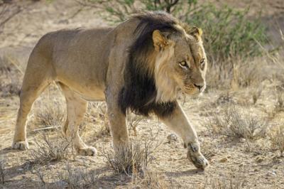 Lonely Male Lion Preparing to Attack Prey – Free Stock Photo, Download for Free