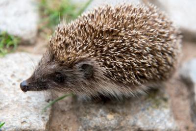 Hedgehog Close-Up – Free Download of Stock Photo