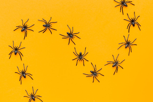 Top View Creepy Halloween Concept with Spiders – Free Stock Photo for Download