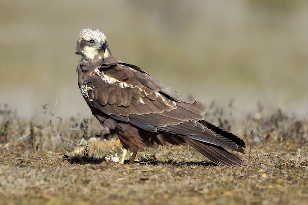 Western Marsh Harrier Captured in Sunlight on the Ground – Free Stock Photo Download