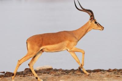 Closeup Shot of an Antelope Running on Rocky Ground – Free Download