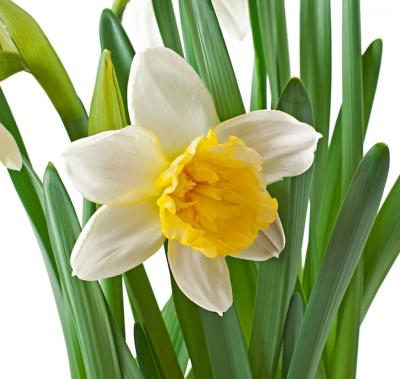 Spring Flowers Narcissus Isolated – Free Download