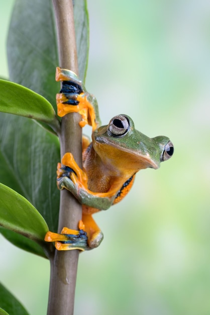 Closeup of a Flying Frog on a Branch – Free Download